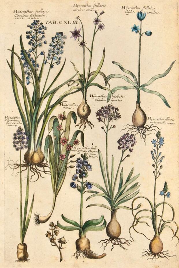 Vintage Botanical 60' Lı Duvar Posteri Seti - 2