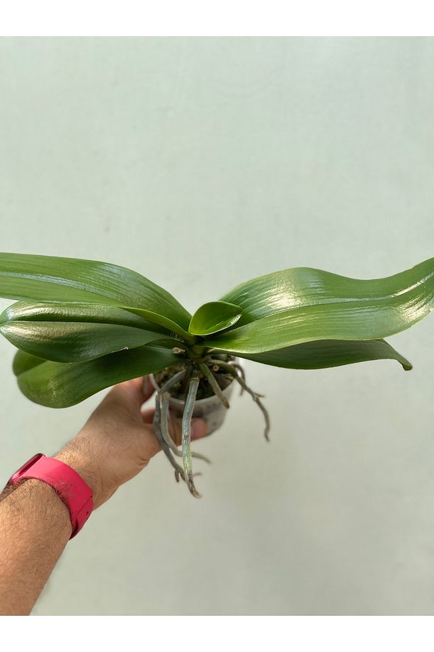 Çiçeksiz Orkide / Multiflora Ve Phalaenopsis - 4