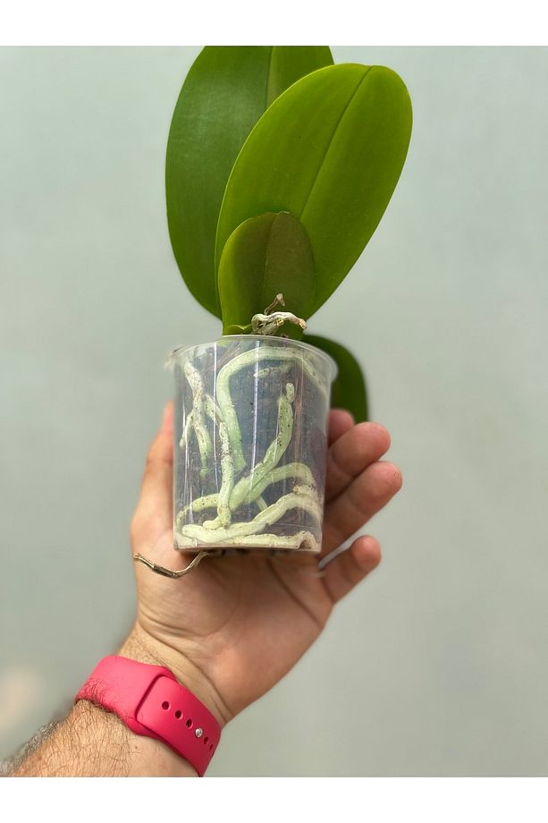 Çiçeksiz Orkide / Multiflora Ve Phalaenopsis - 3