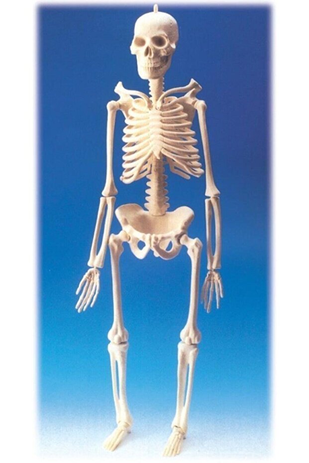 Iskelet Modeli 46 Cm) - 1