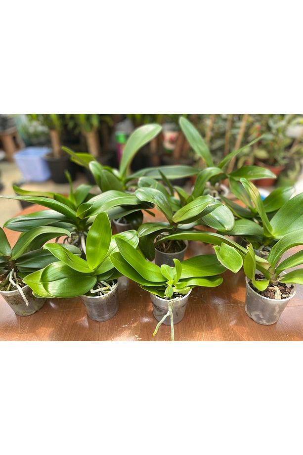 Çiçeksiz Orkide / Multiflora Ve Phalaenopsis - 2