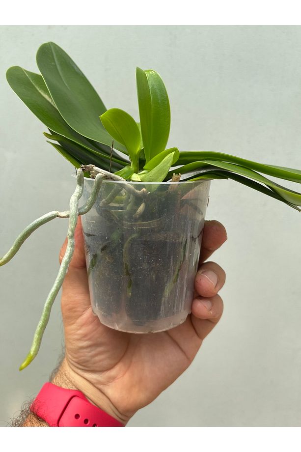 Çiçeksiz Orkide / Multiflora Ve Phalaenopsis - 5
