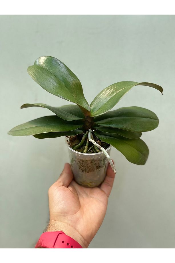 Çiçeksiz Orkide / Multiflora Ve Phalaenopsis - 6