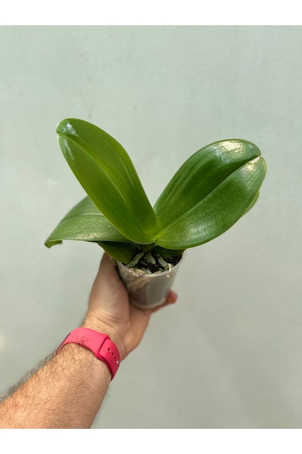 Çiçeksiz Orkide / Multiflora Ve Phalaenopsis - 7