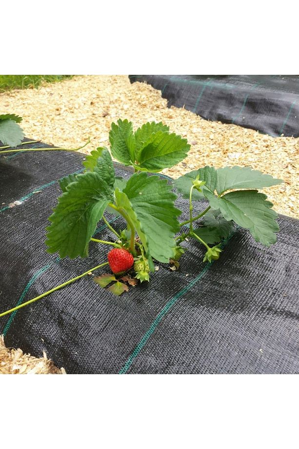 2x30metre Sulzer Kumaş Sera Taban Örtüsü Jüt Blueberry Peyzaj Uygulama Örtüsü Mulch Naylonu Çilek Ma - 5