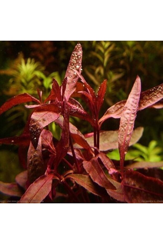 Alternanthera Sessilis - 1