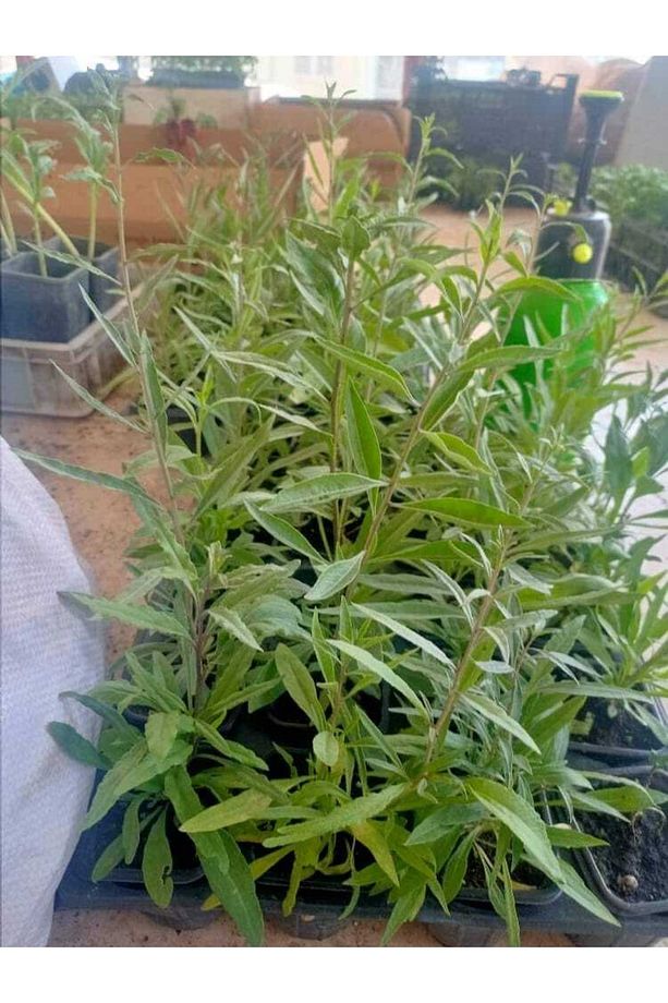 3 Adet Goji Berry ( Nq7 ) Fidanı Tüplü Aşılı ..12 Aydikim . - 2