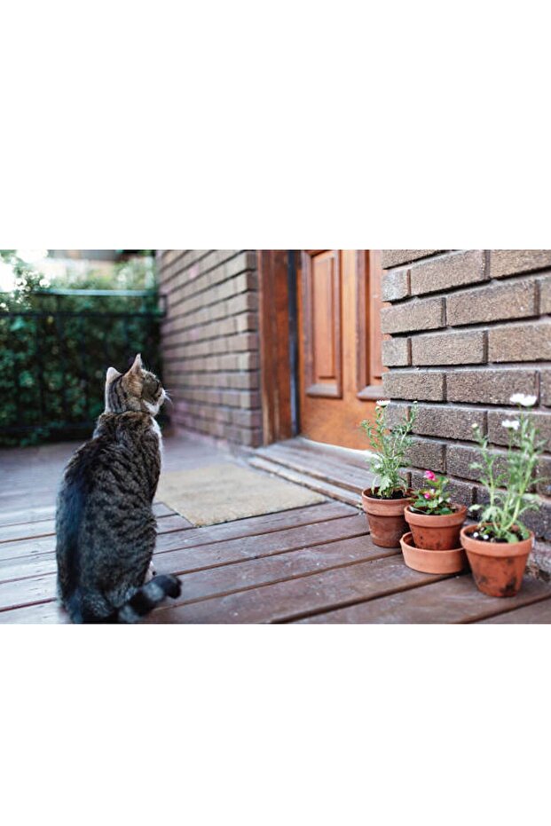 باب فييستا للقطط بأربعة اتجاهات مع قفل - 3