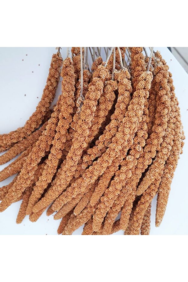 Dal Darı 200 G