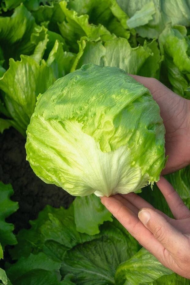 Iceberg Göbek Marul Tohumu / 20 Adet Tohum - 1