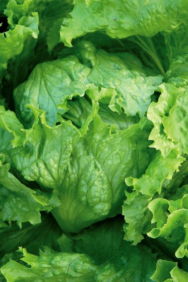Iceberg Göbek Marul Tohumu / 20 Adet Tohum - 5