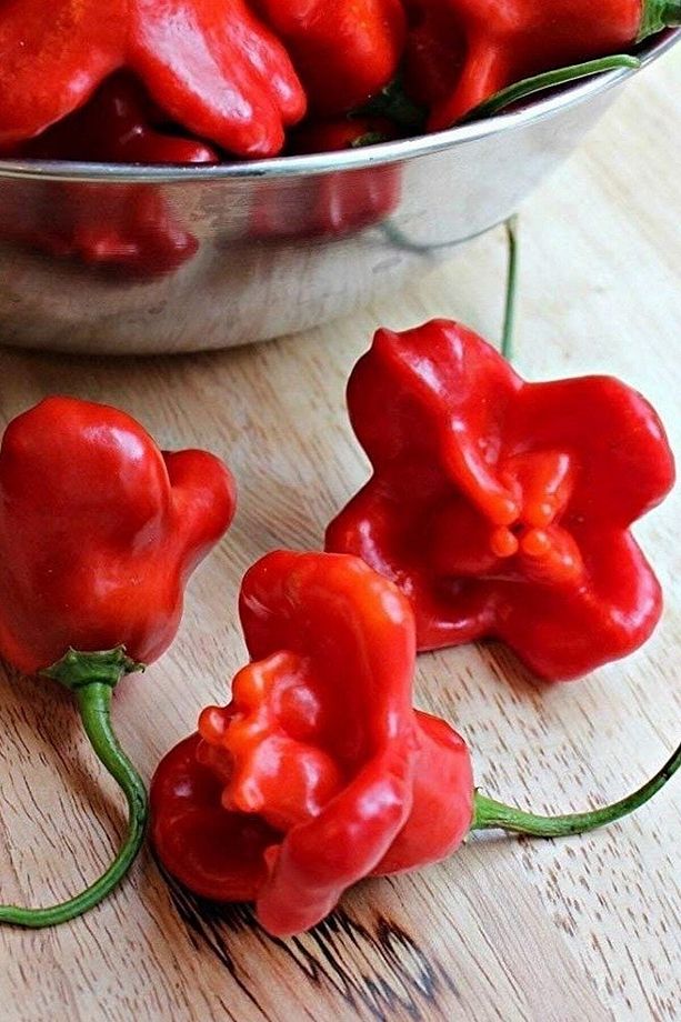 Hafif Acı Gül Biberi Starfish Pepper Tohumu / 5+ Adet Tohum - 1