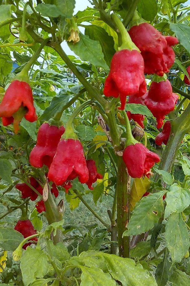 Hafif Acı Gül Biberi Starfish Pepper Tohumu / 5+ Adet Tohum - 3