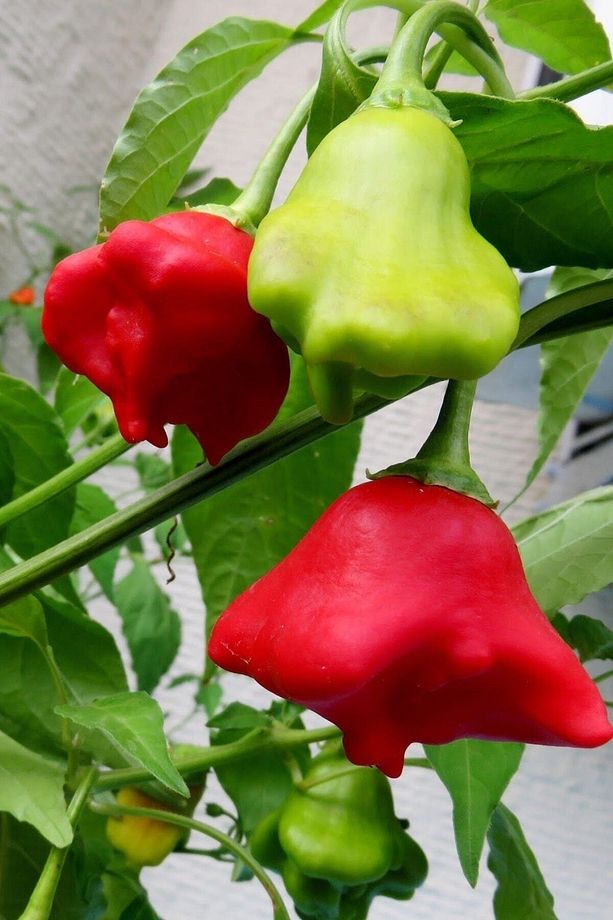 Hafif Acı Gül Biberi Starfish Pepper Tohumu / 5+ Adet Tohum - 2