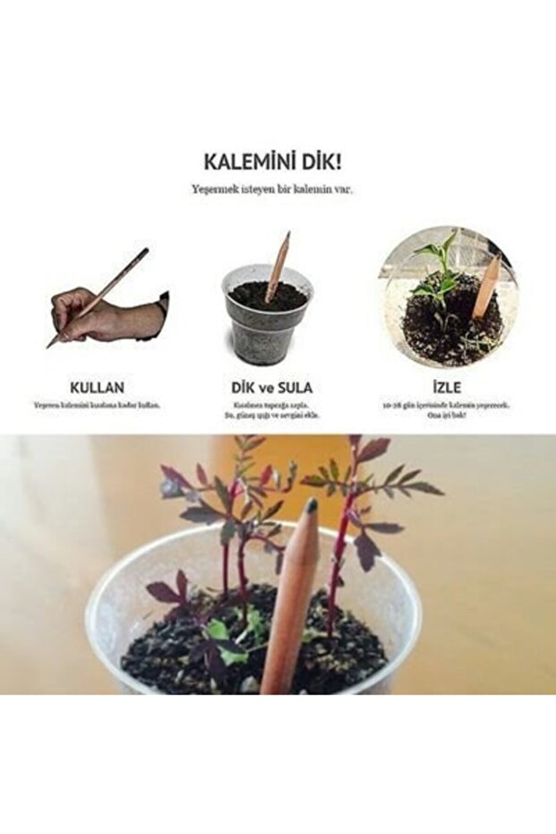 Yaşayan Tohum Kalem - 3