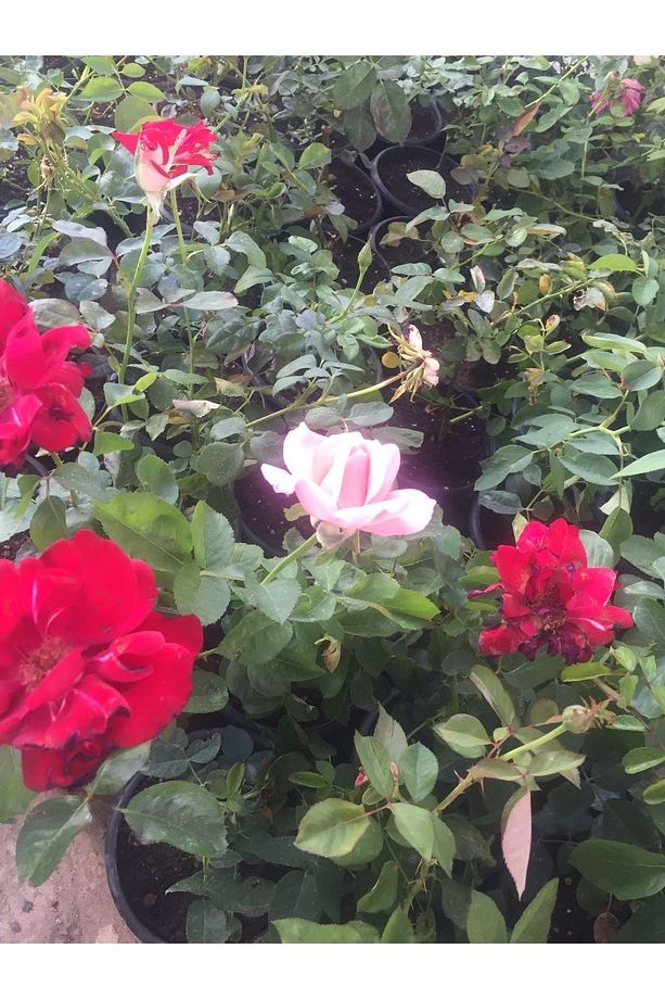 1 Adet Saksıda Sarmaşık Gül Fidanı Isparta Gülü Rosa Rampicanti - 3