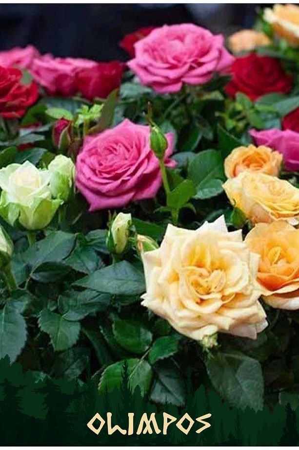 1 Adet Saksıda Sarmaşık Gül Fidanı Isparta Gülü Rosa Rampicanti - 1