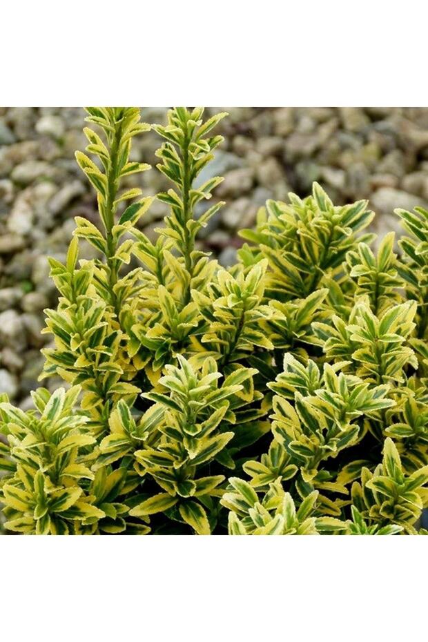 10 Adet Altuni Gold Taflan - 1