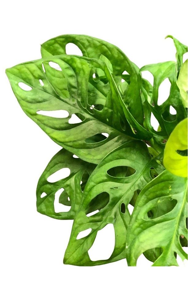 Monstera Obliqua Monkey Mask - Sarmaşık Deve Tabanı - Ev Ofis Salon Iç Mekan Bitkisi - 30 Cm - 2