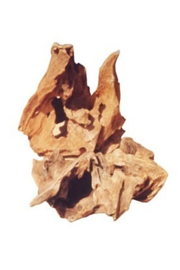 Mango Kökü ( M ) 20 - 30 cm - 1