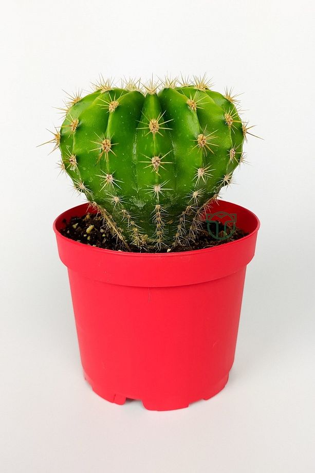Echinopsis Anastasia Kaktüs Muhteşem Leylak-pembe Çiçekler Verir Büyük Boy 8.5 Cm Kırmızı Saksıda - 1