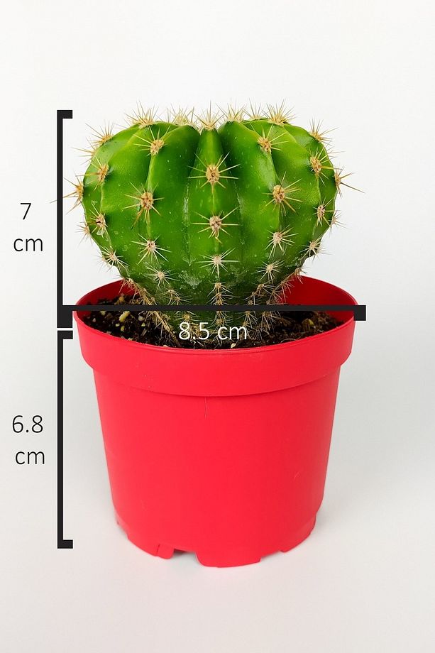 Echinopsis Anastasia Kaktüs Muhteşem Leylak-pembe Çiçekler Verir Büyük Boy 8.5 Cm Kırmızı Saksıda - 5