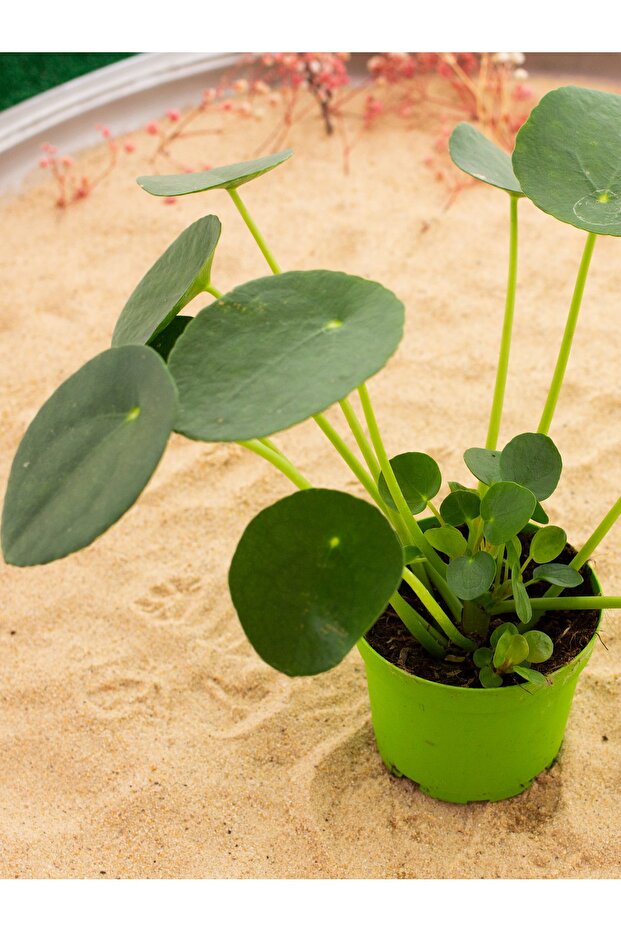 Para Çiçeği (PİLEA) - 1