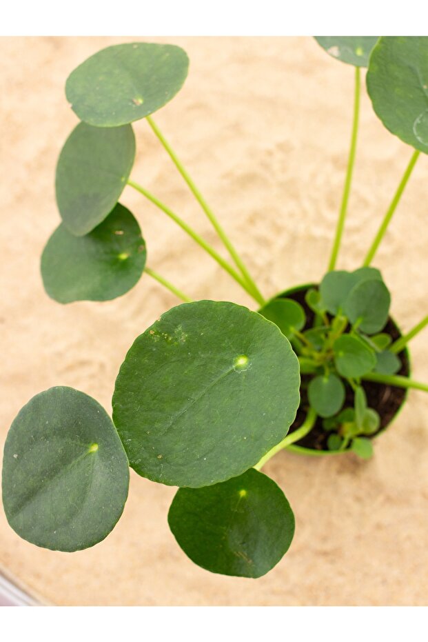 Para Çiçeği (PİLEA) - 3