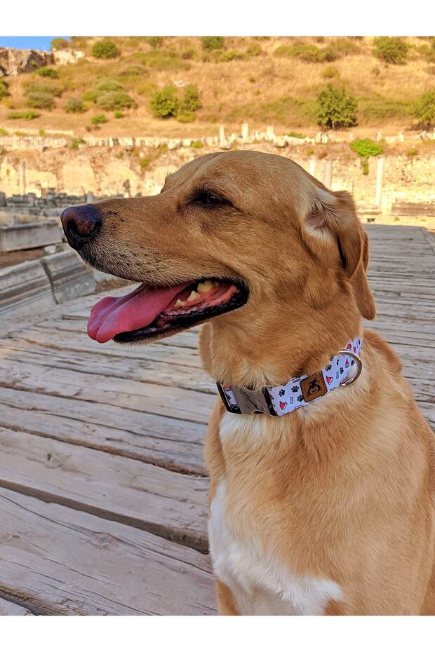 طوق للكلاب من بوني - 2