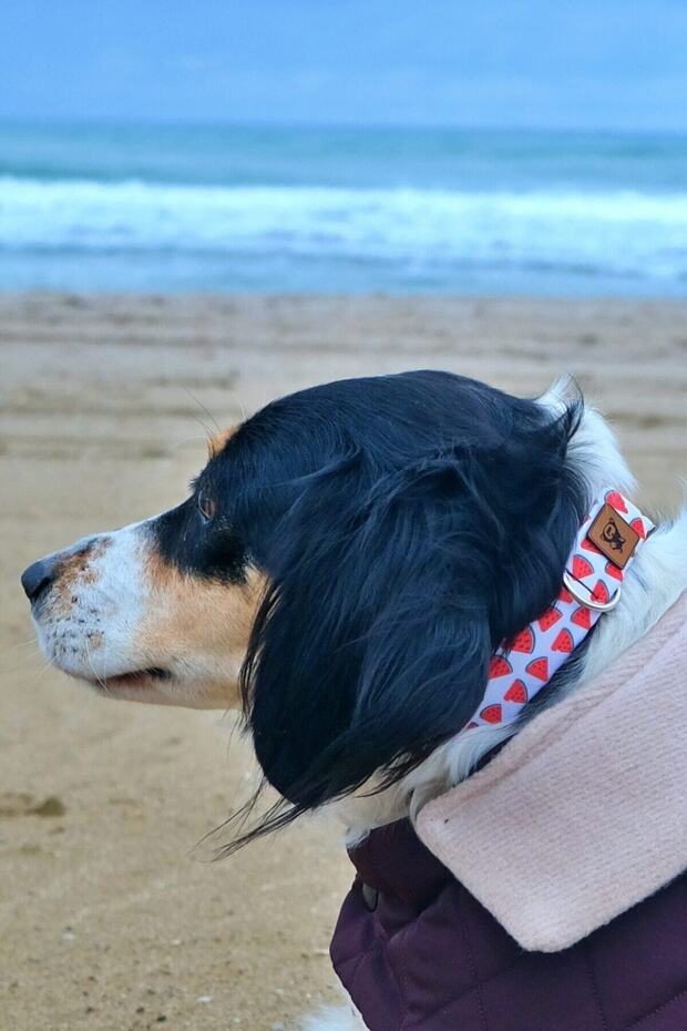 Watermelon Dog Collar - 2