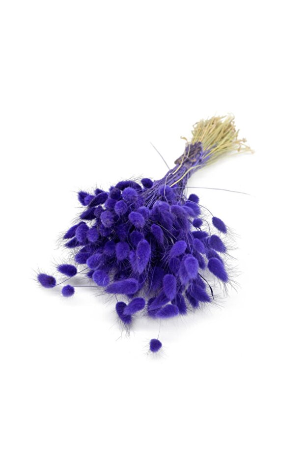 Purple Cotton Grass (Lagurus), Dried Flower 50 Branches