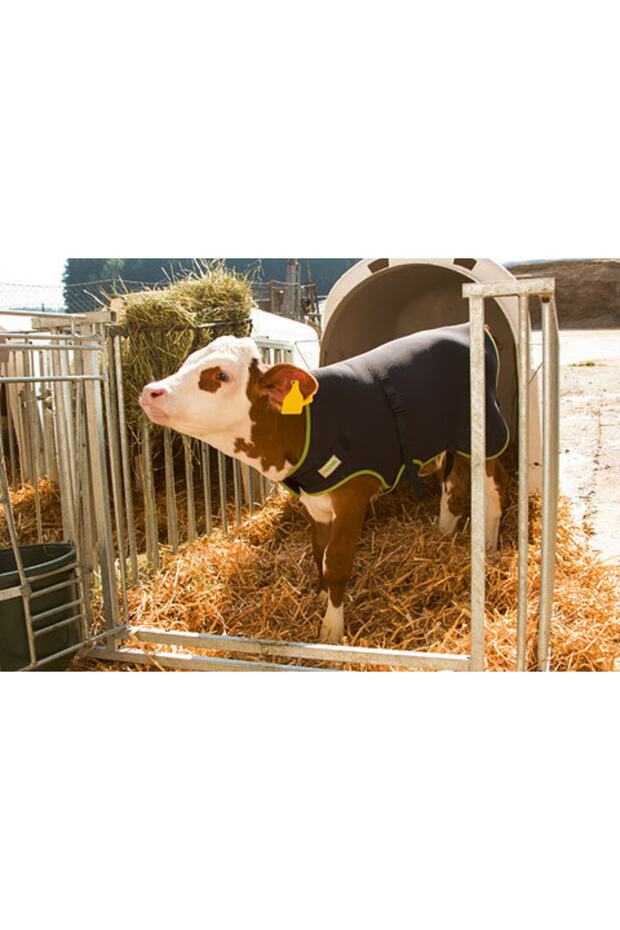 Buzağı Örtüsü - 3