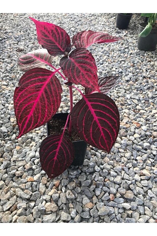 Saksılı Çingene Şalvarı Canlı Çiçek - 1