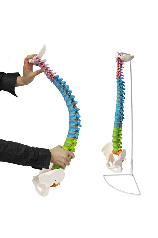 Omurga Maketi 85 Cm Model 18 - 2