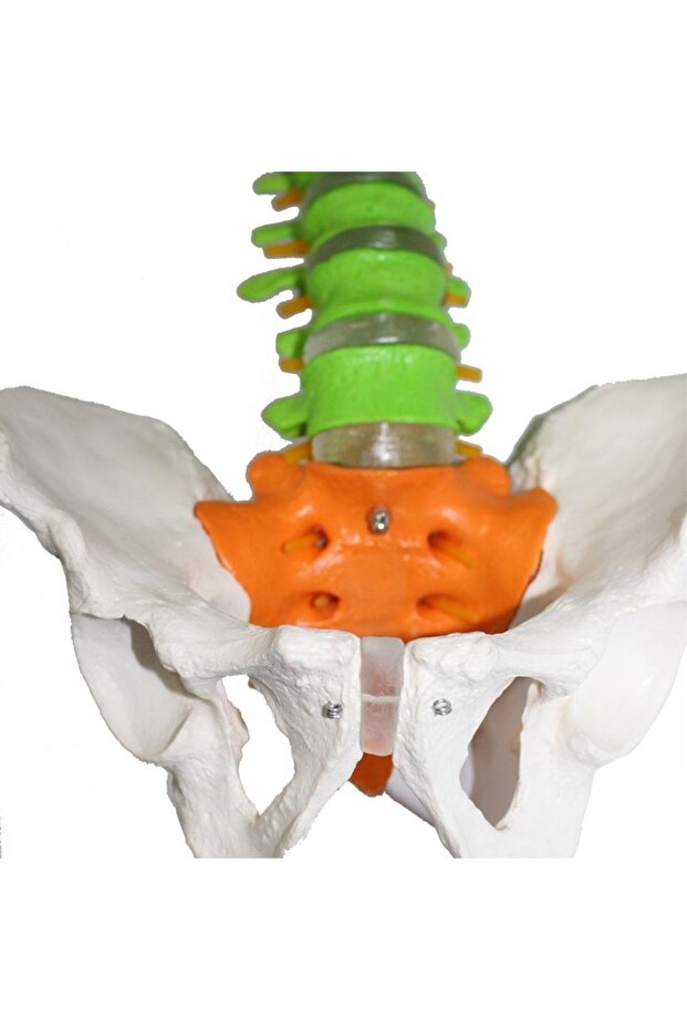 Omurga Maketi 85 Cm Model 18 - 4