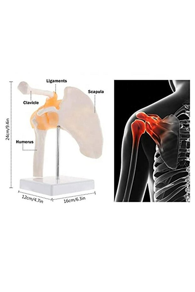 Omurga Omuz Maketi Model 30 - 3