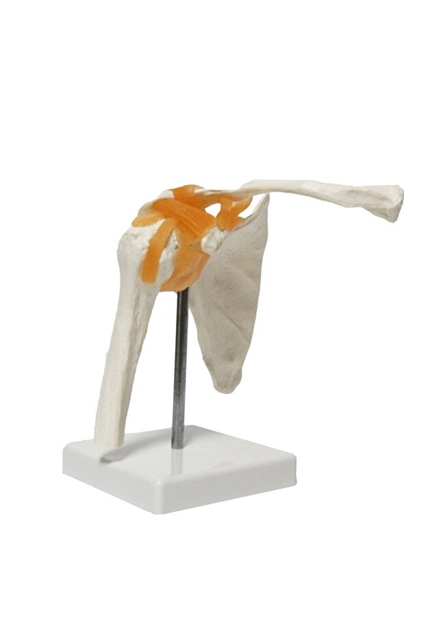 Omurga Omuz Maketi Model 30 - 4