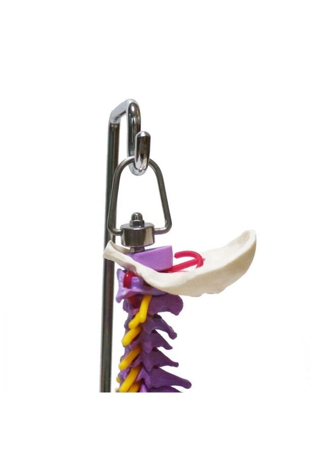 Omurga Maketi 45 Cm Model 14 - 3
