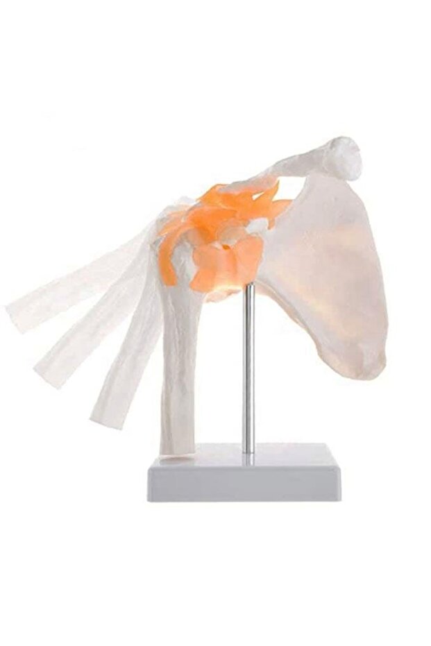 Omurga Omuz Maketi Model 30 - 1