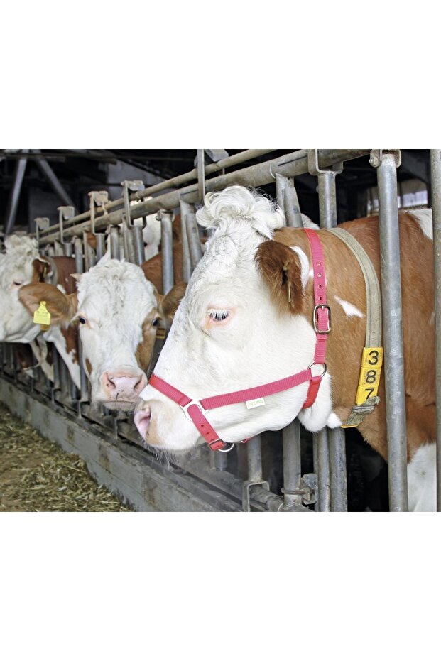 Kırmızı Gösteri Yuları - 1