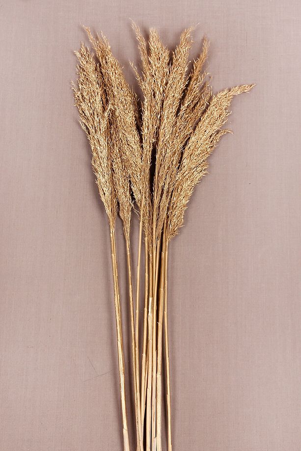 Kuru Çiçek Pampas 10 Adet 100 cm Boy - Altın - 2
