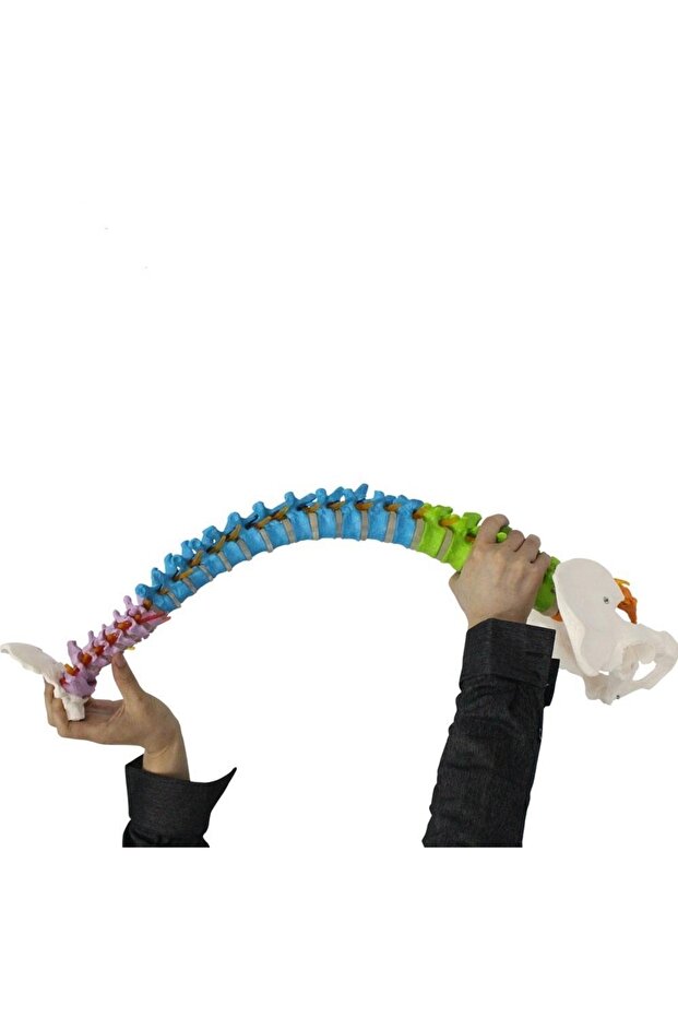 Omurga Maketi 85 Cm Model 18 - 5