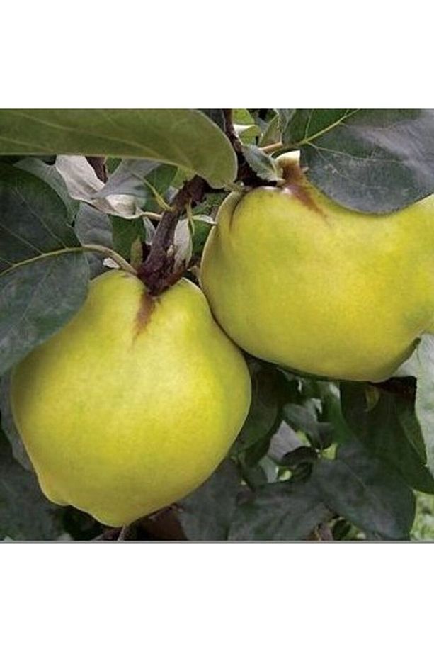 3 Yaş Aşılı Ekmek Ayva Fidanı - 1