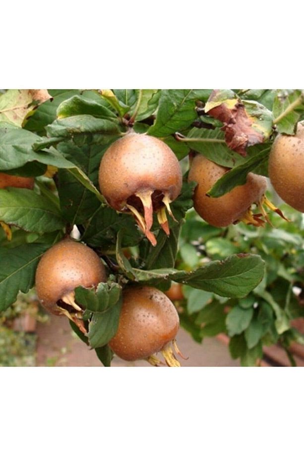 3 Yaş Tüplü Jumbo Muşmula (döngel) Fidanı - 3