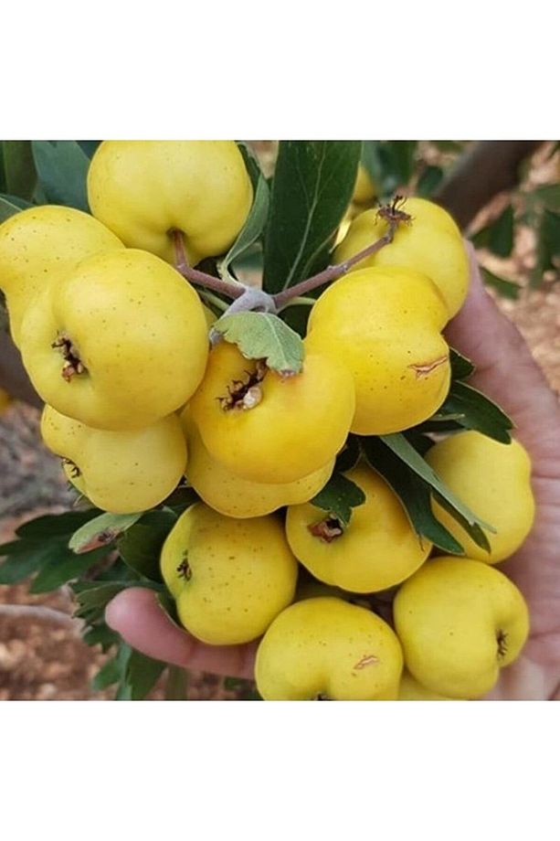 4 Adet Tüplü Aşılı Sarı Belen Alıç Fidanı - 1