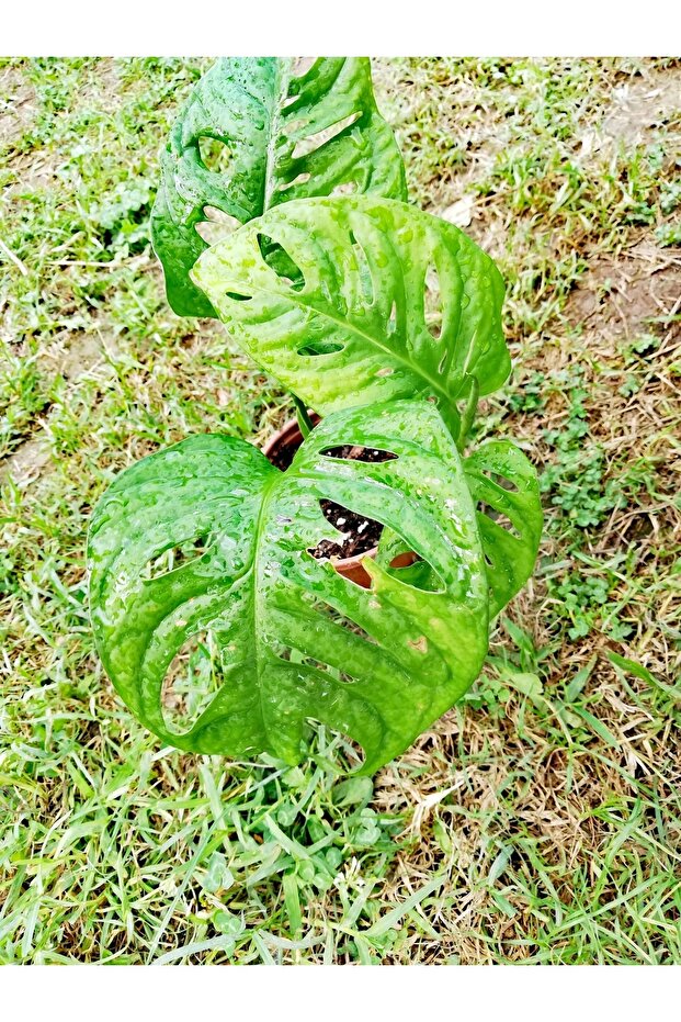 Monstera Monkey (adonson's Monstera) - 2