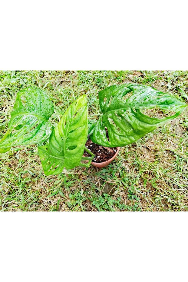 Monstera Monkey (adonson's Monstera) - 3