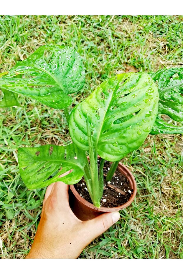 Monstera Monkey (adonson's Monstera) - 5