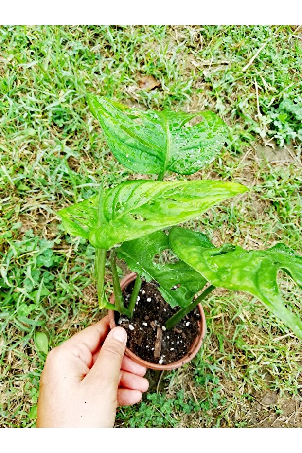 Monstera Monkey (adonson's Monstera) - 1