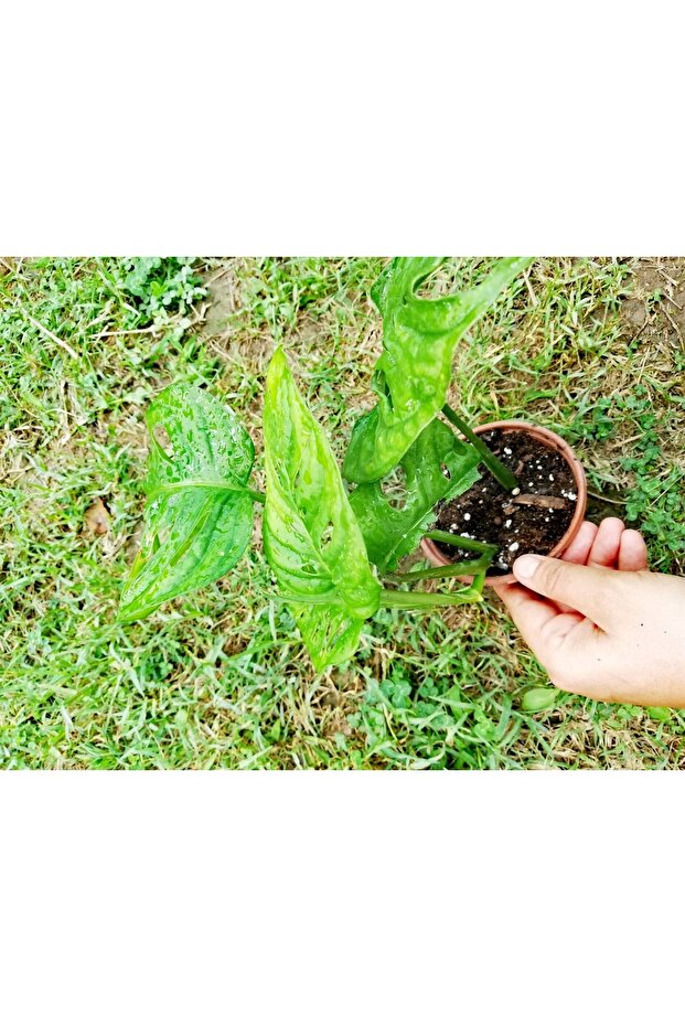 Monstera Monkey (adonson's Monstera) - 4